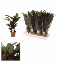 Calathea