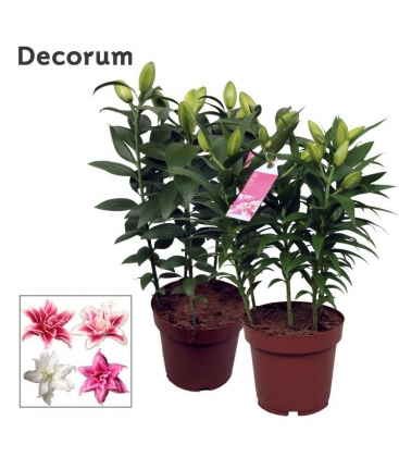Lilium