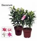 Lilium