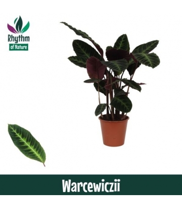 Calathea