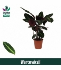 Calathea