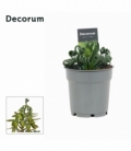 Albuca