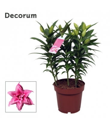 Lilium