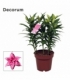 Lilium