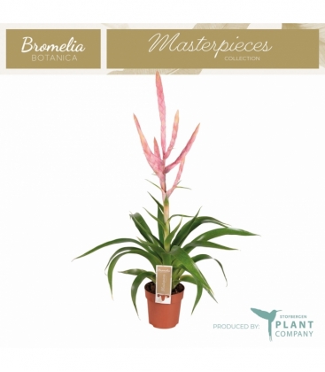 Tillandsia