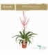 Tillandsia