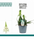 Ornithogalum