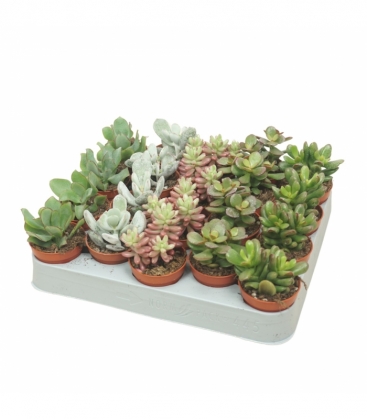 succulents