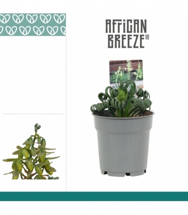 Albuca
