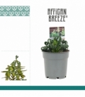 Albuca