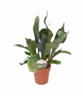 Platycerium