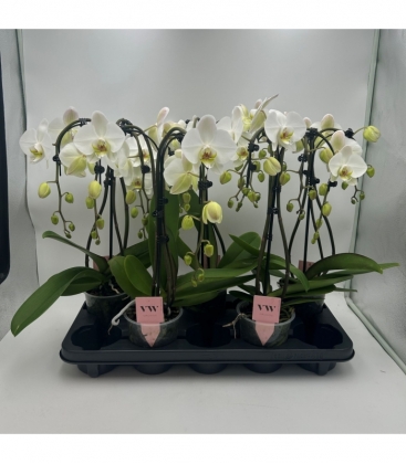 Phalaenopsis