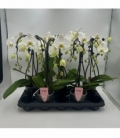 Phalaenopsis