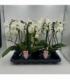 Phalaenopsis