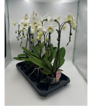 Phalaenopsis