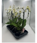 Phalaenopsis