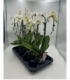Phalaenopsis