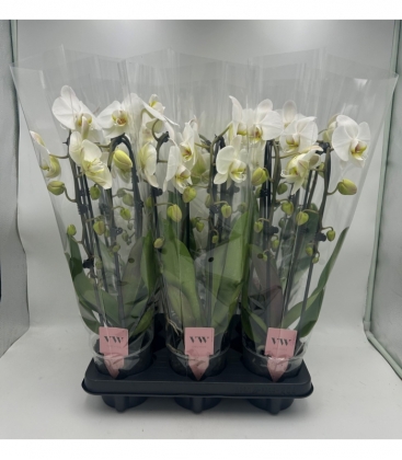 Phalaenopsis