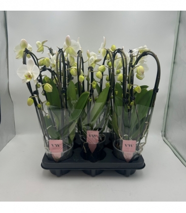 Phalaenopsis