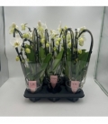 Phalaenopsis