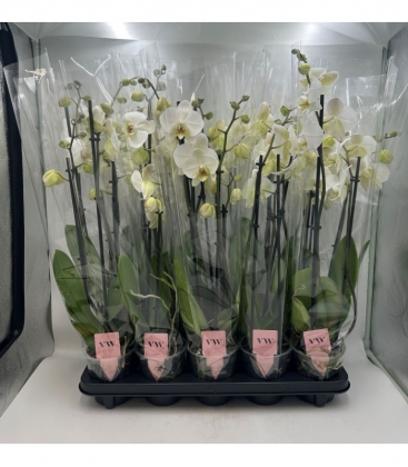 Phalaenopsis