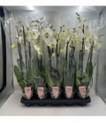 Phalaenopsis