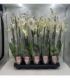 Phalaenopsis