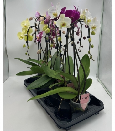 Phalaenopsis