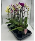 Phalaenopsis