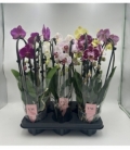 Phalaenopsis