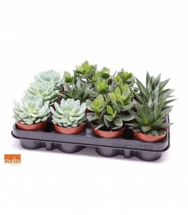 succulents