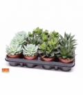 succulents