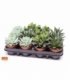 succulents