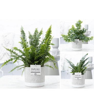 Fern