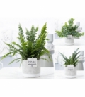Fern