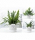 Fern