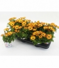 Osteospermum