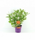 Cephalanthus