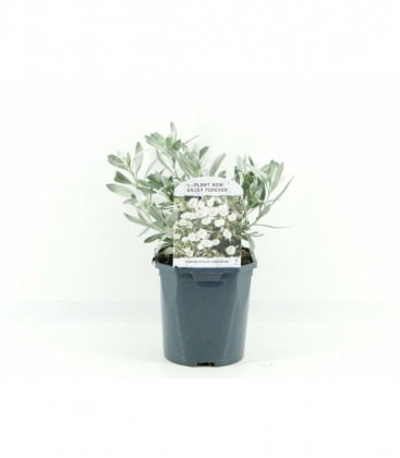 Convolvulus