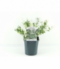Euonymus