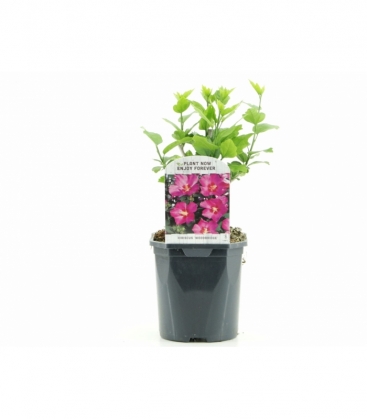 Hibiscus