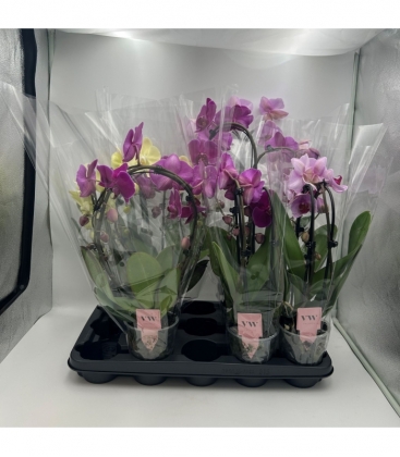 Phalaenopsis