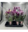 Phalaenopsis