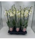 Phalaenopsis