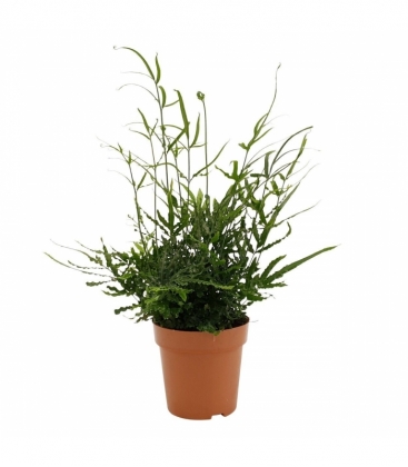 Pteris