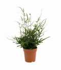 Pteris
