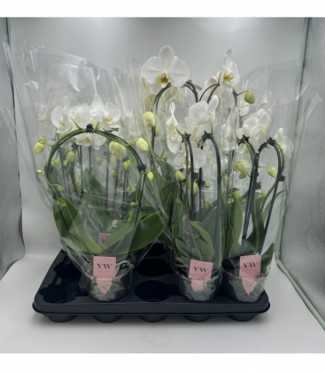 Phalaenopsis