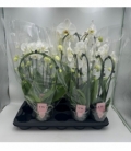 Phalaenopsis