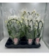 Phalaenopsis