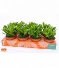 Crassula